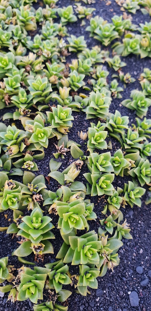 Plantes vertes sur terre noire